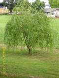 2008 - George Washington's Grave Site Weeping Willow Tree Clone