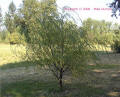 2006 - George Washington's Grave Site Weeping Willow Tree Clone