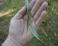 George Washington's Grave Site Weeping Willow Tree Clone (Leaves)