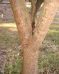 George Washington's Grave Site Weeping Willow Tree Clone (Bark / Trunk)